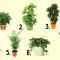 7 комнатных растений возле которых дышится легко