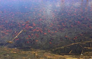 стая золотых рыбок в озере