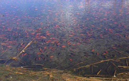 стая золотых рыбок в озере