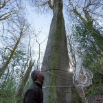 самое высокое дерево в Великобритании - бук высотой 44 метра