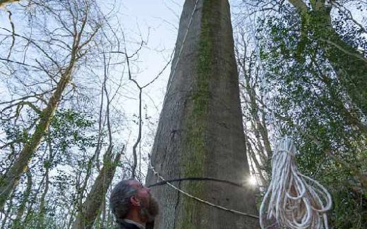 самое высокое дерево в Великобритании - бук высотой 44 метра