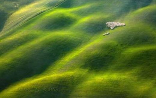 фото стада овец с большой высоты