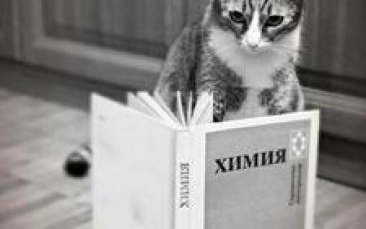 кот и химия