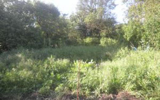 высокая трава