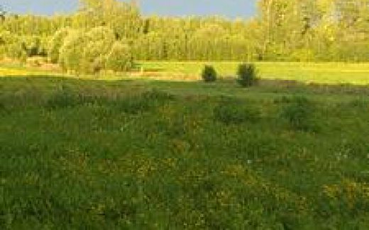 пейзаж поле роща, небо
