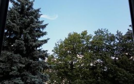 лиственный лес