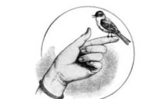 Птичка сидит на руке