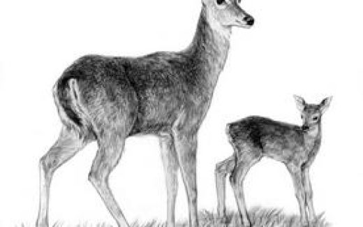 олениха и оленёнок