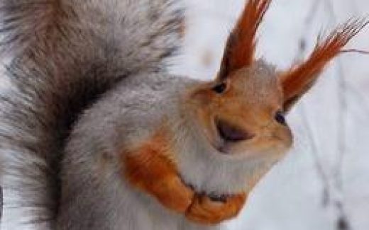 belka-smile, белка улыбается