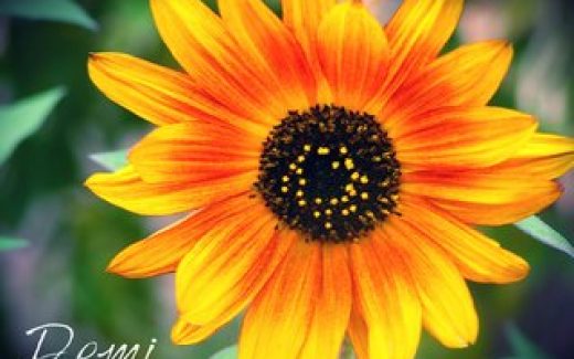 ноготки - цветок, похожий на солнце