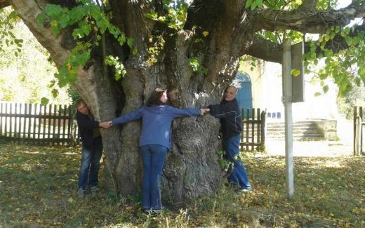 Самая старая шелковица в Украине