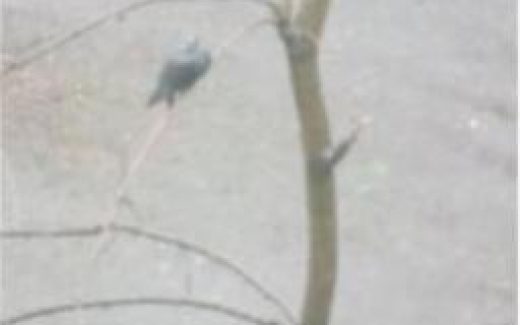 одинокая птица на дереве