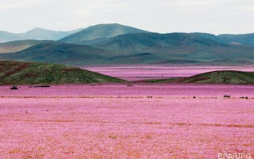 лустыня Акатама цветет
