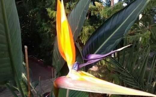 Расцвел цветок райская птица (стрелиция)