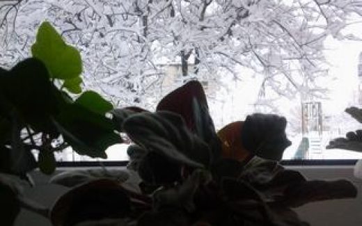 вид из окна дерево в снегу