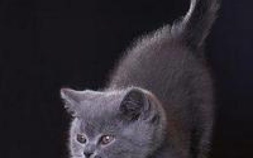 серый пушистый кот точит когти