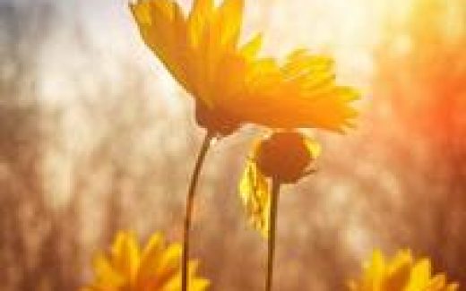 рассвет, полевые цветы