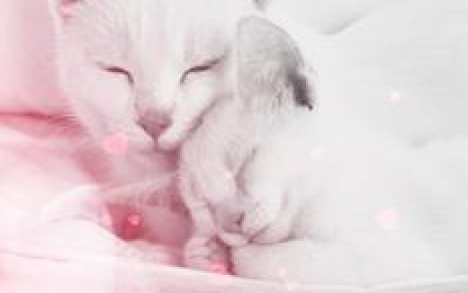 кошка и котенок белые
