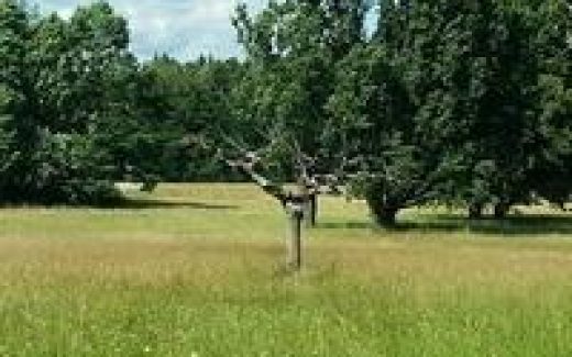 летний пейзаж с деревьями