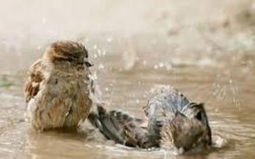 воробиь купаются