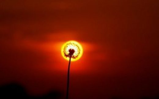 одуванчик и закат солнца