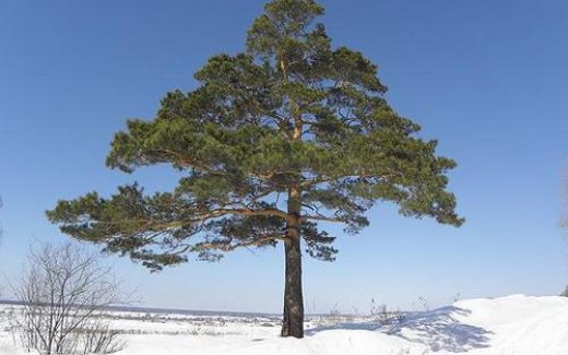 самая высокая в мире сосна