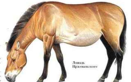 лошадь Пржевальского