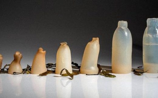 бутылка из водорослей