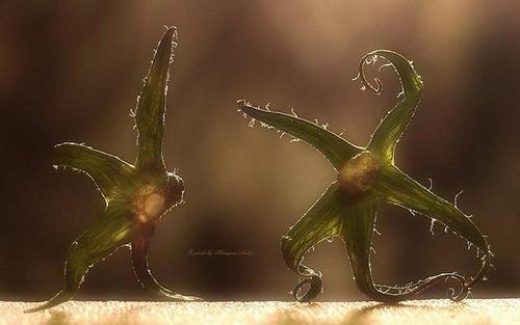 Елена Алмазова. фотоальбом "Ма- крохи"