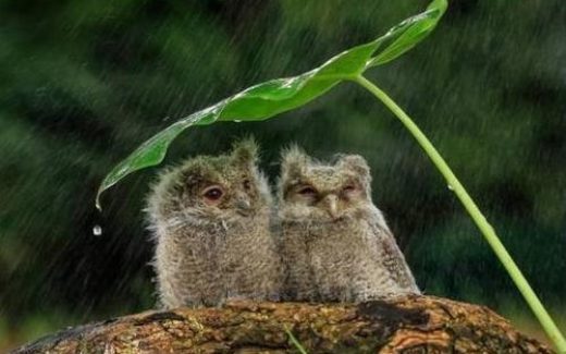 совята прячутся от дождя под листиком