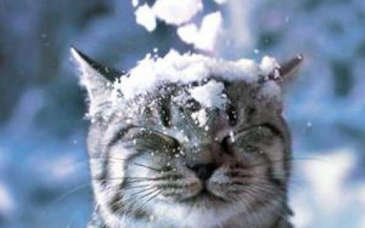 кот зажмурился, падает снег