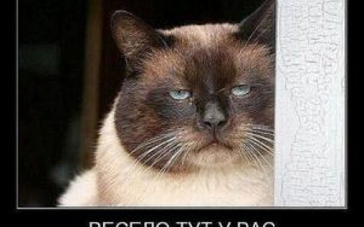 кот серьёзный