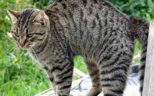 кот серый полосатый выгнулся дугой