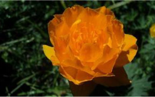 яркий цветок сибири