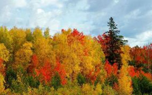 осенние деревья