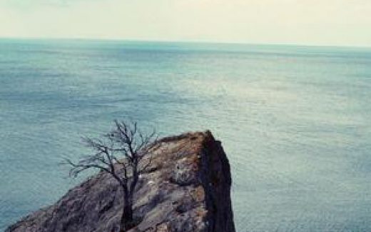 дерево на утёсе, море