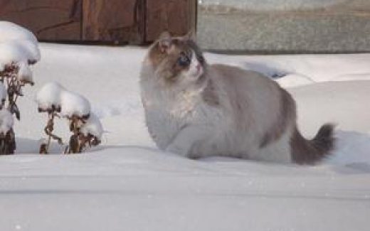 кот в снегу