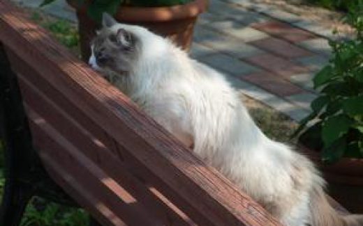 кот на скамейке