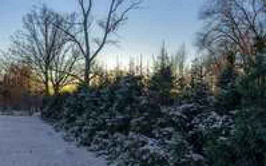 Опушка зимнего леса