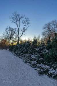 Опушка зимнего леса