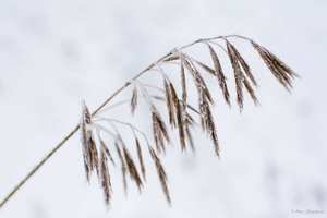 Заснеженная травинка