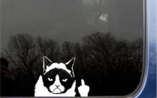 кот на заднем стекле авто