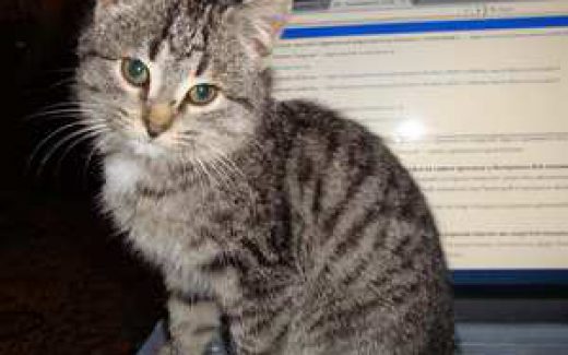 Котенок на компьютере