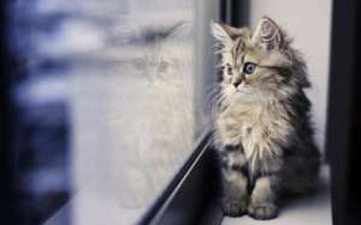 Пушистое чудо