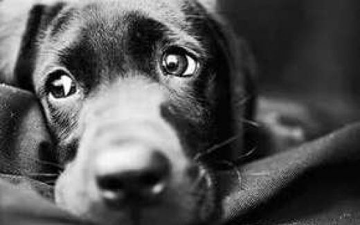 Собака Друг