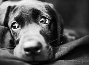 Собака Друг