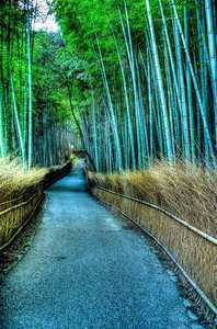 Бамбуковая роща