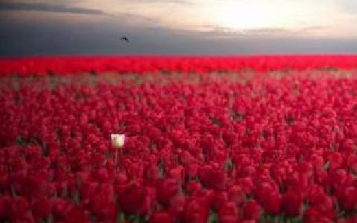 белый тюльпан средии поля красных тюльпанов