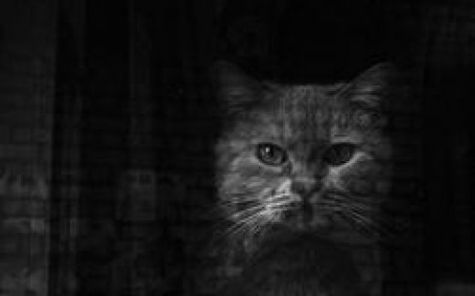 кот