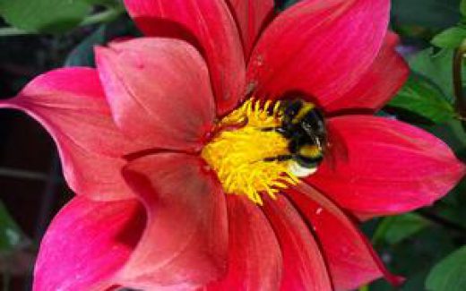 садовый цветок и шмель